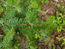 Abies grandis