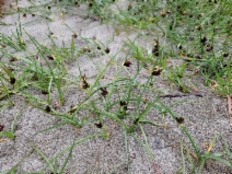 Schoenoplectus pungens var. badius