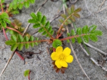 Potentilla anserina ssp. pacifica