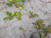 Potentilla anserina ssp. pacifica