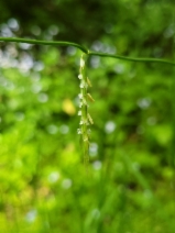 Lophochlaena refracta