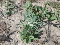 Chenopodium pratericola
