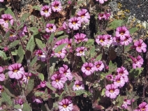 Mimulus layneae