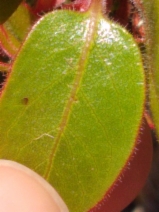 Arctostaphylos montereyensis