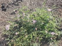 Lathyrus nevadensis