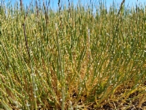 Hainardia cylindrica