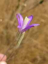 Brodiaea leptandra