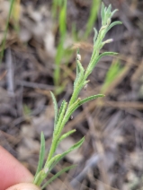 Epilobium torreyi