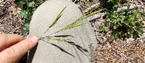 Bromus carinatus var. carinatus