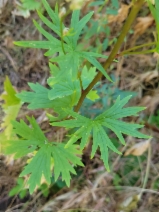 Delphinium californicum ssp. californicum