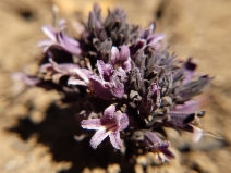 Aphyllon tuberosum