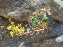 Sedum albomarginatum