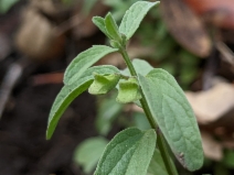 Scutellaria californica
