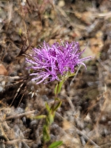 Monardella purpurea