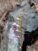 Antirrhinum vexillo-calyculatum