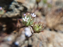 Navarretia rosulata