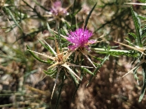 Centaurea calcitrapa
