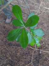 Pittosporum crassifolium