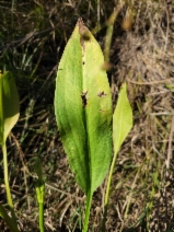 Alisma lanceolatum