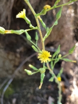 Lactuca virosa