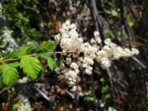 Holodiscus discolor var. discolor