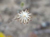 Lessingia pectinata var. pectinata
