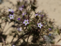 Navarretia hamata ssp. parviloba