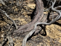 Arctostaphylos pajaroensis
