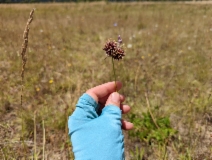Allium vineale