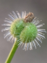 Galium triflorum
