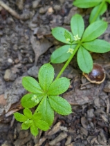 Galium triflorum