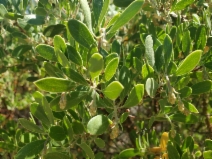 Arctostaphylos Xbenitoensis