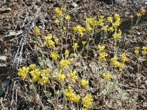 Eriogonum umbellatum var. bahiiforme