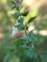 Melissa officinalis