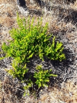 Myrtus communis
