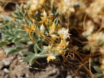Cuscuta occidentalis