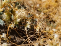 Cuscuta occidentalis