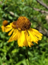 Helenium bigelovii