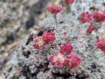 Eriogonum ovalifolium