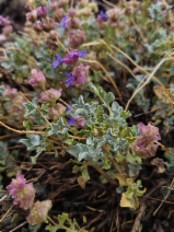 Salvia dorrii var. dorrii