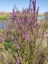 Lythrum salicaria