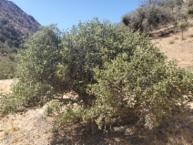 Quercus xalvordiana