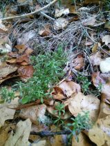 Galium murale