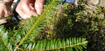 Abies grandis