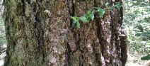 Pseudotsuga menziesii var. menziesii