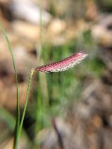 Bouteloua gracilis