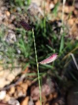 Bouteloua gracilis