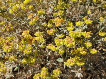 Eriogonum umbellatum var. ahartii