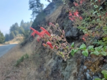 Keckiella corymbosa