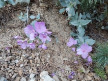 Epilobium rigidum